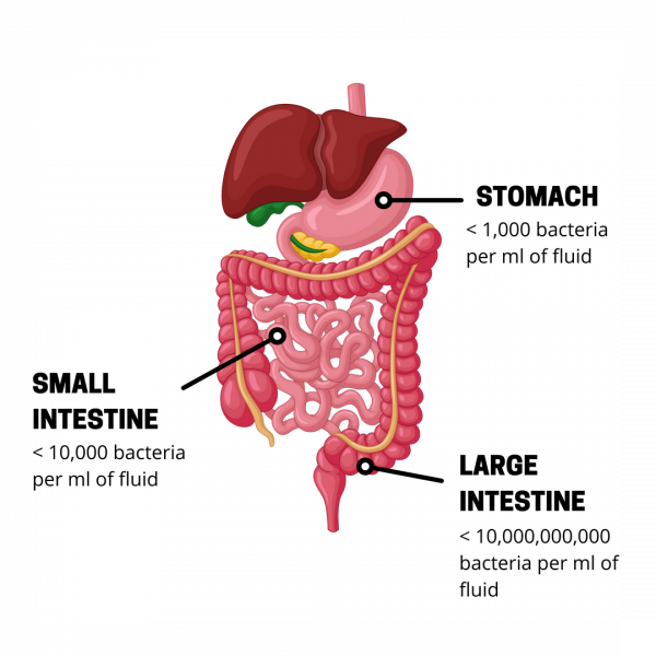 Small Intestinal Bacterial Overgrowth-Bacteria Count Small Intestinal Bacterial Overgrowth